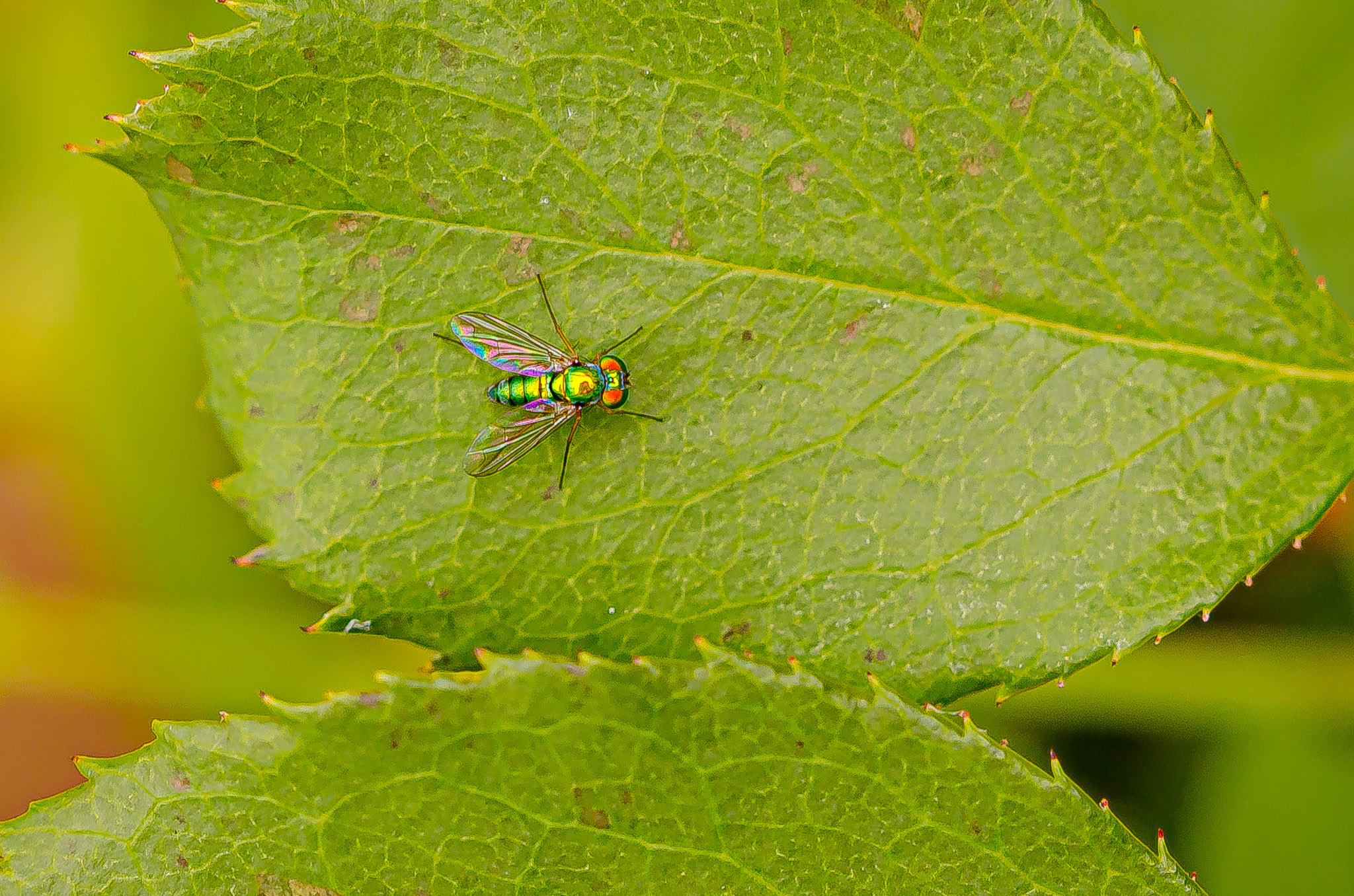 Meeting Photo Slide Show